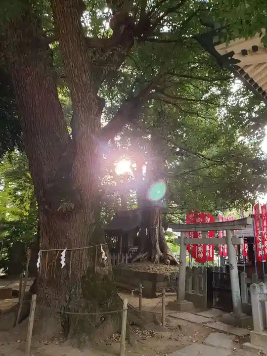 諏訪神社(東京都)