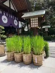 東京大神宮の庭園