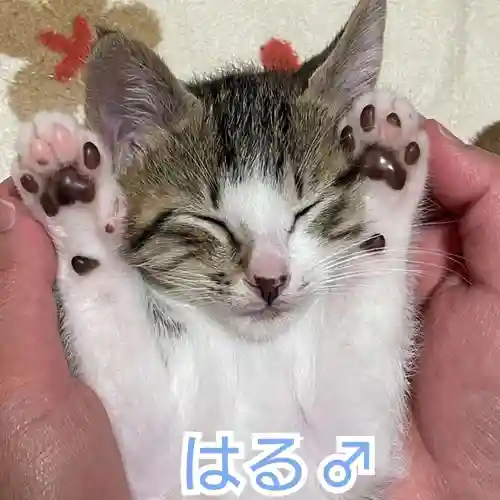 天王山 安楽寺(福井県)