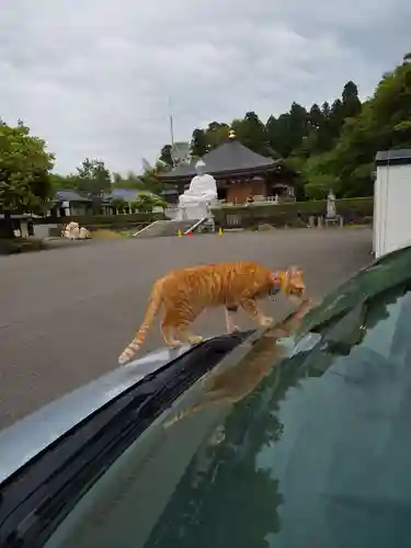 御誕生寺（猫寺）(福井県)