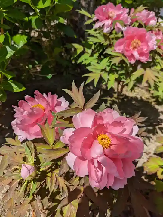 六孫王神社(京都府)