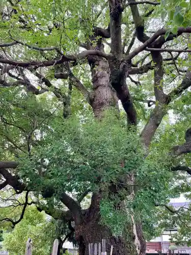 妙雲寺(東京都)