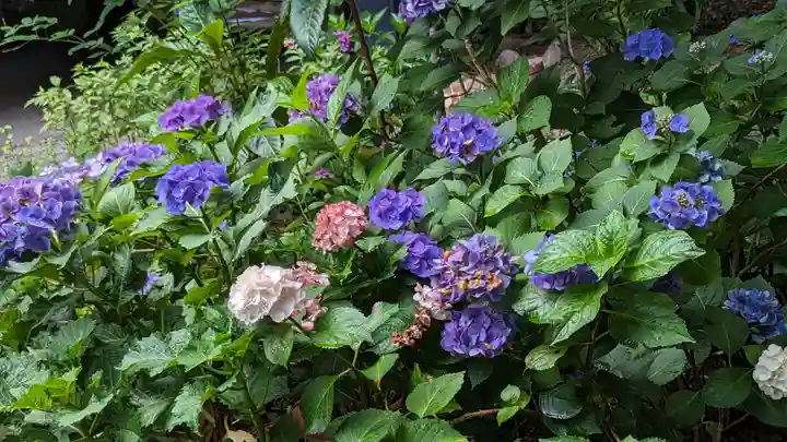 行願寺(革堂)(京都府)