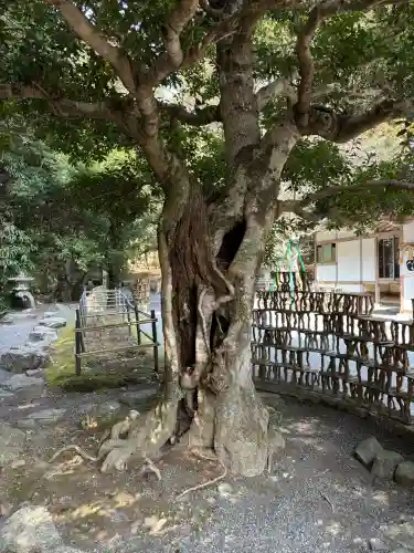 椿大神社の{uncategorized: "未分類", other: "その他", undefined: "問題あり", building: "その他建物", grave: "お墓", sacred_gate: "鳥居", guardian: "狛犬", statue: "像", buddha: "仏像", history: "歴史", nature: "自然", garden: "庭園", animal: "動物", pagoda: "塔", temizu: "手水舎", mountain_gate: "山門・神門", sanctuary: "本殿・本堂", subordinate: "末社・摂社", art: "芸術", scenery: "景色", jizo: "地蔵", ema: "絵馬", goshuin: "御朱印", omikuji: "おみくじ", items: "授与品その他", amulet: "お守り", goshuincho: "御朱印帳", eats: "食事", festival: "お祭り", votive_dance: "神楽", shichigosan: "七五三参", wedding: "結婚式", experience: "体験その他", initially: "初詣", around: "周辺", anti_infection: "感染症対策"}