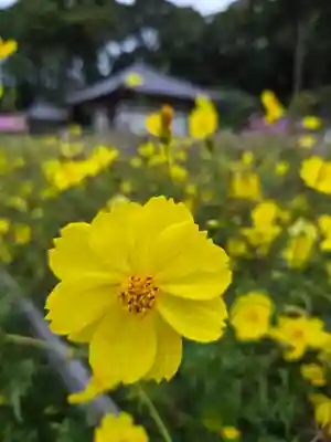 安倍文殊院 (奈良県)