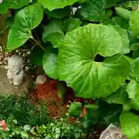 寿量山 速成寺の自然