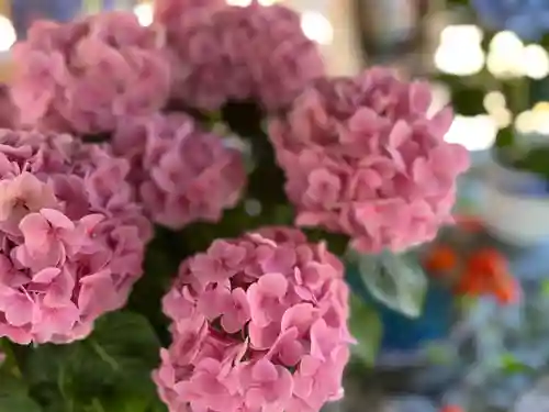 琴似神社(北海道)