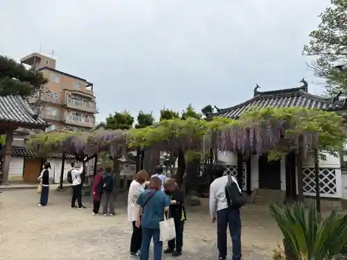 葛井寺の{uncategorized: "未分類", other: "その他", undefined: "問題あり", building: "その他建物", grave: "お墓", sacred_gate: "鳥居", guardian: "狛犬", statue: "像", buddha: "仏像", history: "歴史", nature: "自然", garden: "庭園", animal: "動物", pagoda: "塔", temizu: "手水舎", mountain_gate: "山門・神門", sanctuary: "本殿・本堂", subordinate: "末社・摂社", art: "芸術", scenery: "景色", jizo: "地蔵", ema: "絵馬", goshuin: "御朱印", omikuji: "おみくじ", items: "授与品その他", amulet: "お守り", goshuincho: "御朱印帳", eats: "食事", festival: "お祭り", votive_dance: "神楽", shichigosan: "七五三参", wedding: "結婚式", experience: "体験その他", initially: "初詣", around: "周辺", anti_infection: "感染症対策"}