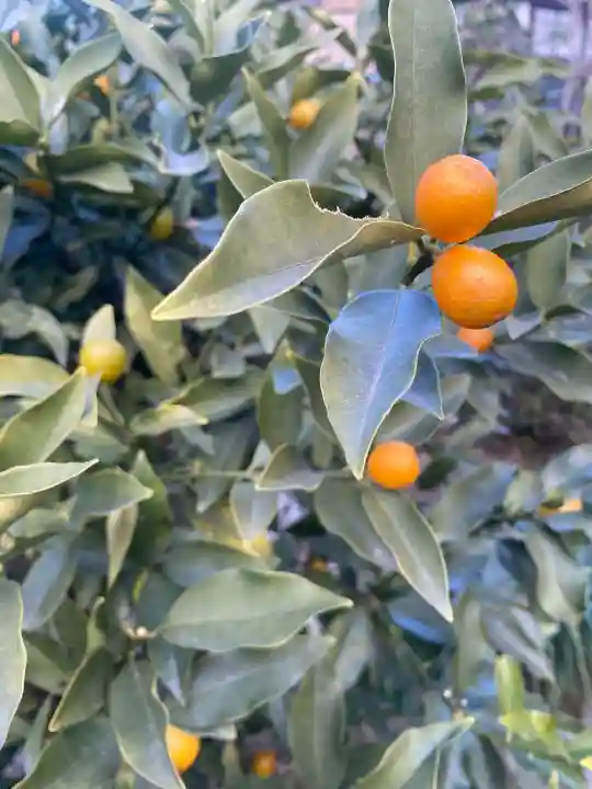 密藏院の{uncategorized: "未分類", other: "その他", undefined: "問題あり", building: "その他建物", grave: "お墓", sacred_gate: "鳥居", guardian: "狛犬", statue: "像", buddha: "仏像", history: "歴史", nature: "自然", garden: "庭園", animal: "動物", pagoda: "塔", temizu: "手水舎", mountain_gate: "山門・神門", sanctuary: "本殿・本堂", subordinate: "末社・摂社", art: "芸術", scenery: "景色", jizo: "地蔵", ema: "絵馬", goshuin: "御朱印", omikuji: "おみくじ", items: "授与品その他", amulet: "お守り", goshuincho: "御朱印帳", eats: "食事", festival: "お祭り", votive_dance: "神楽", shichigosan: "七五三参", wedding: "結婚式", experience: "体験その他", initially: "初詣", around: "周辺", anti_infection: "感染症対策"}