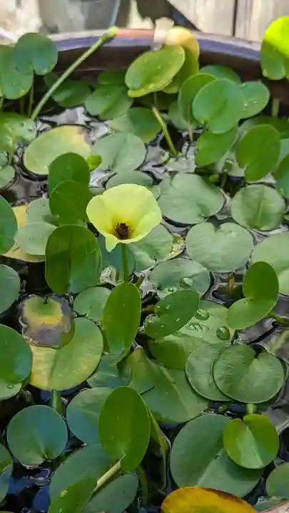 平野神社の自然