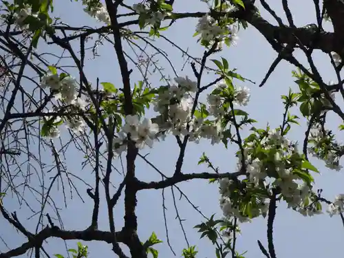 伊勢原 法泉寺の自然