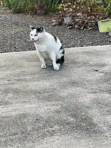 一心寺・一心禅寺の動物