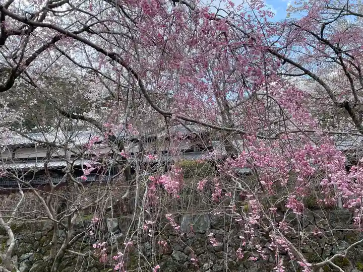勝持寺(花の寺)(京都府)