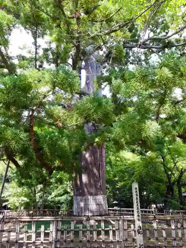 日高神社の自然