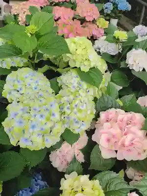 岡寺(龍蓋寺)(奈良県)