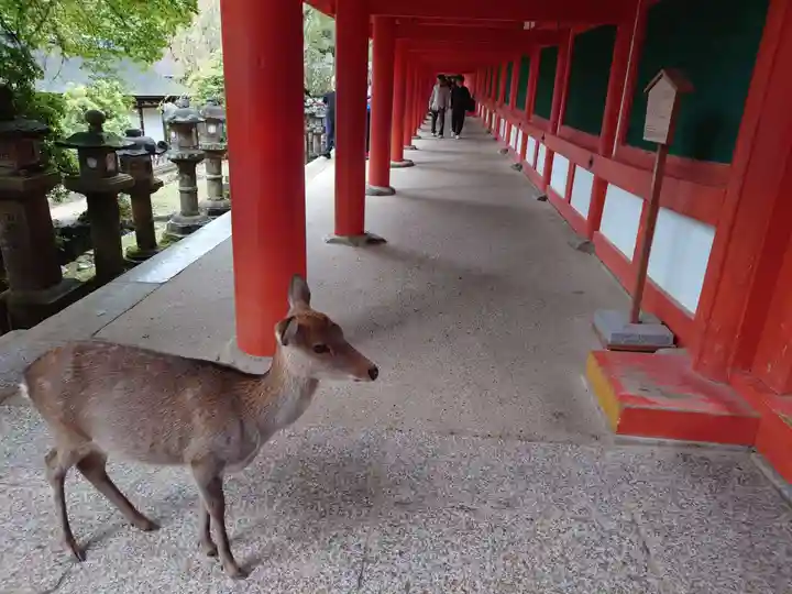 春日大社(奈良県)