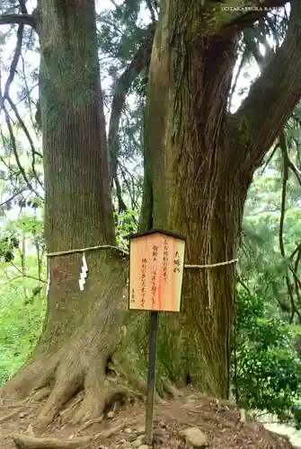大山阿夫利神社本社の自然