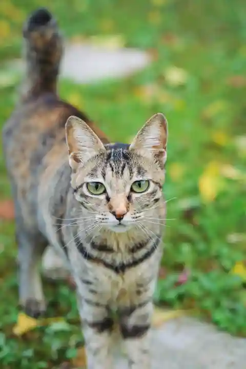 守りの神 藤基神社(新潟県)