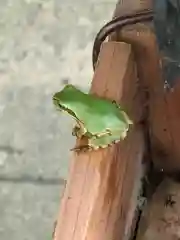 都波岐奈加等神社の動物