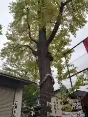 溝口神社の自然