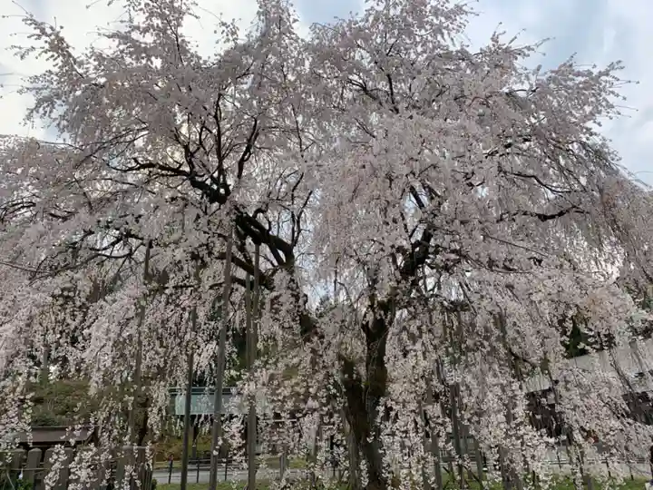 足羽神社の自然