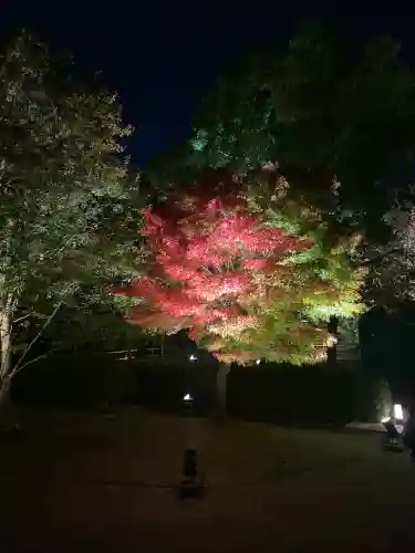 東寺（教王護国寺）の自然