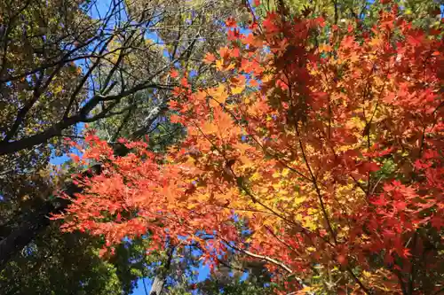 大六天麻王神社の自然