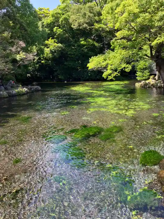 富士山本宮浅間大社(静岡県)