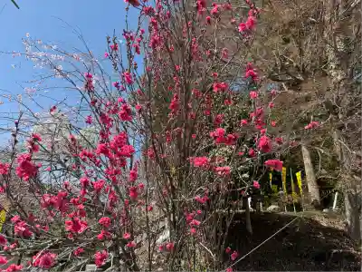 聖神社(埼玉県)