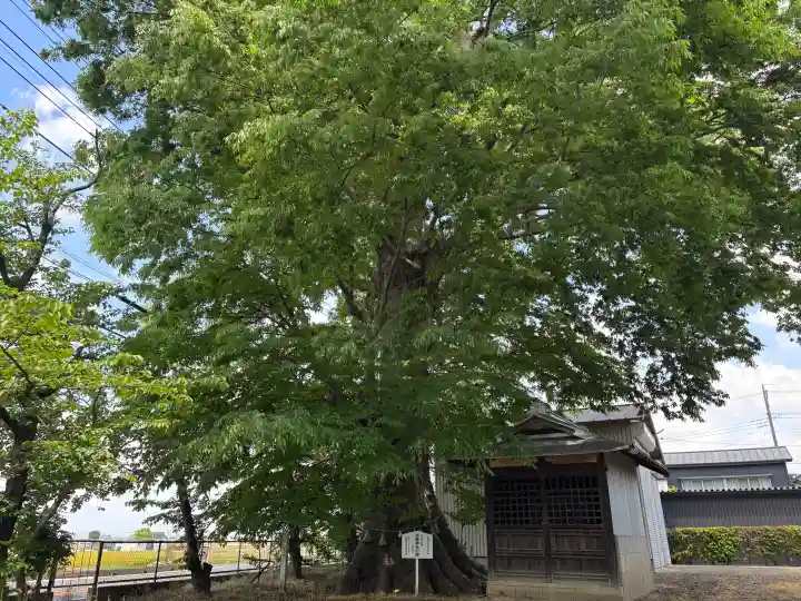 大桑神社の{uncategorized: "未分類", other: "その他", undefined: "問題あり", building: "その他建物", grave: "お墓", sacred_gate: "鳥居", guardian: "狛犬", statue: "像", buddha: "仏像", history: "歴史", nature: "自然", garden: "庭園", animal: "動物", pagoda: "塔", temizu: "手水舎", mountain_gate: "山門・神門", sanctuary: "本殿・本堂", subordinate: "末社・摂社", art: "芸術", scenery: "景色", jizo: "地蔵", ema: "絵馬", goshuin: "御朱印", omikuji: "おみくじ", items: "授与品その他", amulet: "お守り", goshuincho: "御朱印帳", eats: "食事", festival: "お祭り", votive_dance: "神楽", shichigosan: "七五三参", wedding: "結婚式", experience: "体験その他", initially: "初詣", around: "周辺", anti_infection: "感染症対策"}