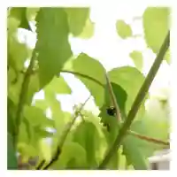 岐阜稲荷山本社(岐阜県)