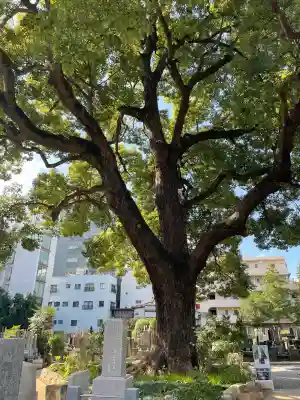 祥雲寺(東京都)