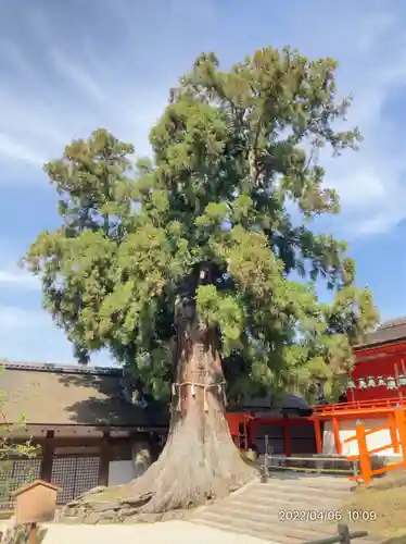 春日大社(奈良県)