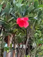 横浜 西方寺の自然