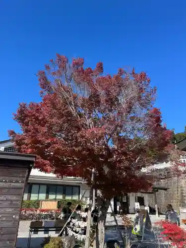 秋葉山本宮 秋葉神社 上社(静岡県)