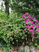 大山祇神社の自然