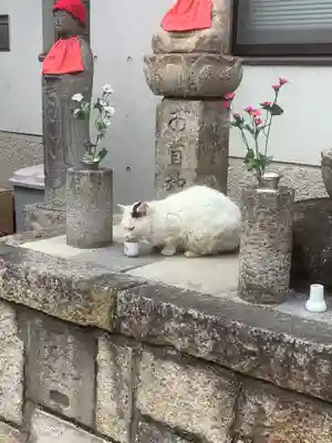遍照院（念宗寺）の動物