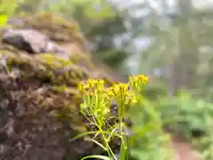 高峯神社(大室神社奥宮)の自然