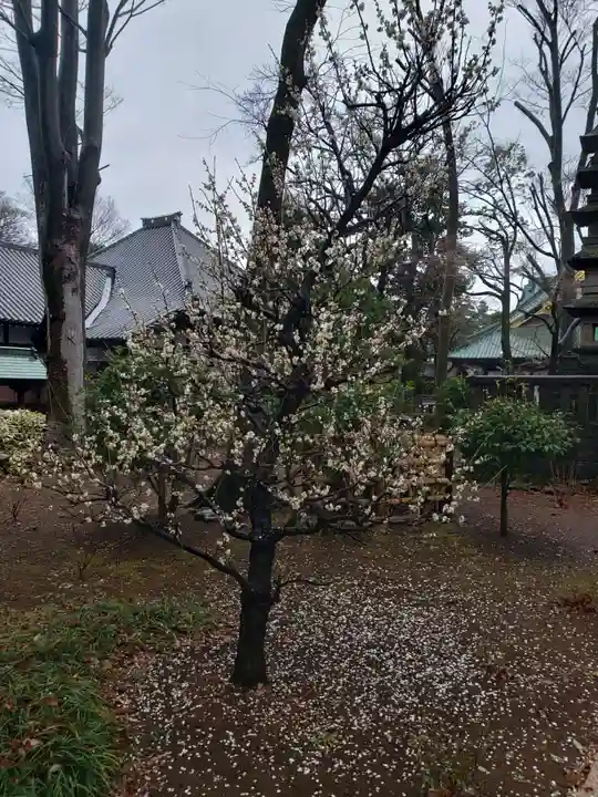 妙法寺(東京都)