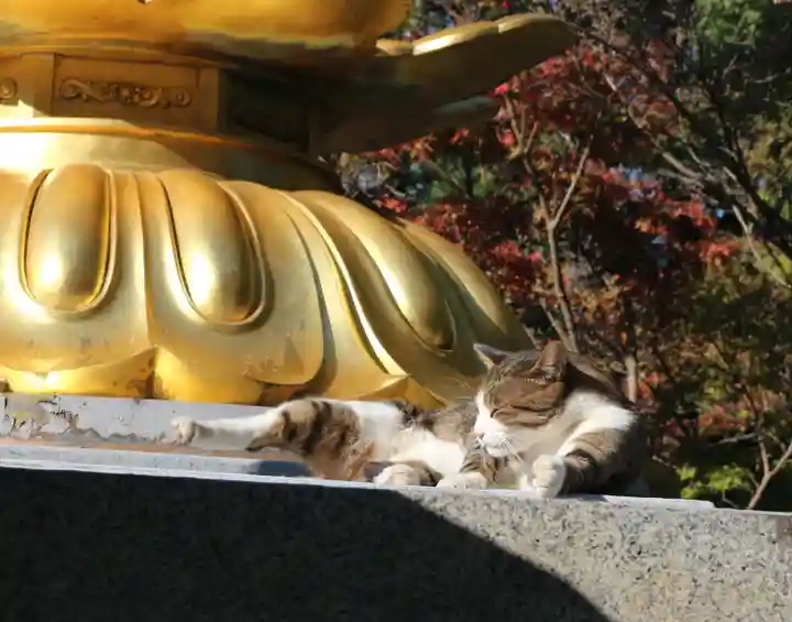 久米寺の動物