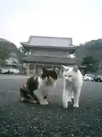 光明寺の動物