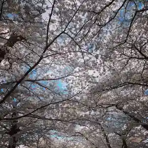 豊景神社の自然(2020年04月15日(水) 06時21分39秒投稿)