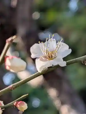 白山神社(東京都)