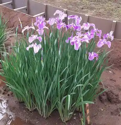 中野沼袋氷川神社(東京都)