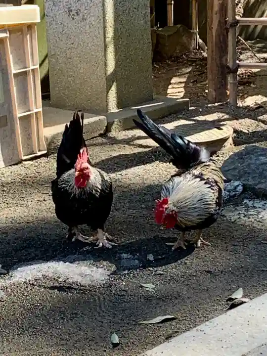 大崎八幡宮の{uncategorized: "未分類", other: "その他", undefined: "問題あり", building: "その他建物", grave: "お墓", sacred_gate: "鳥居", guardian: "狛犬", statue: "像", buddha: "仏像", history: "歴史", nature: "自然", garden: "庭園", animal: "動物", pagoda: "塔", temizu: "手水舎", mountain_gate: "山門・神門", sanctuary: "本殿・本堂", subordinate: "末社・摂社", art: "芸術", scenery: "景色", jizo: "地蔵", ema: "絵馬", goshuin: "御朱印", omikuji: "おみくじ", items: "授与品その他", amulet: "お守り", goshuincho: "御朱印帳", eats: "食事", festival: "お祭り", votive_dance: "神楽", shichigosan: "七五三参", wedding: "結婚式", experience: "体験その他", initially: "初詣", around: "周辺", anti_infection: "感染症対策"}
