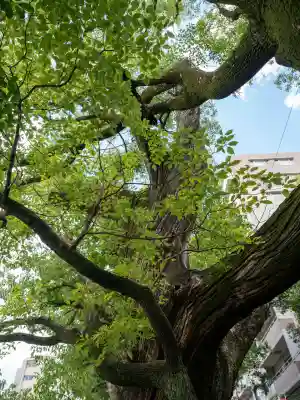 若一神社(京都府)