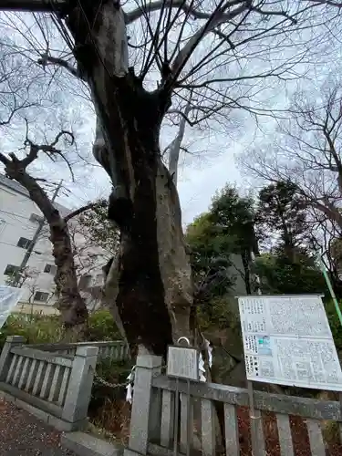 青渭神社の自然
