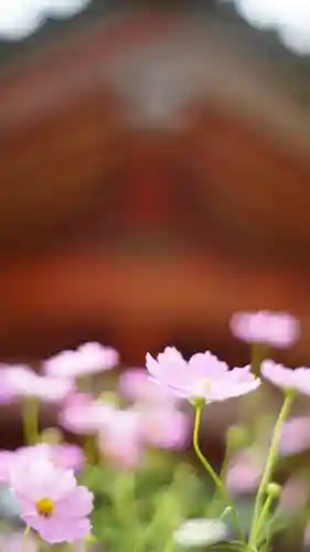 般若寺 ❁﻿コスモス寺❁(奈良県)