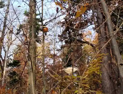 上川神社の動物