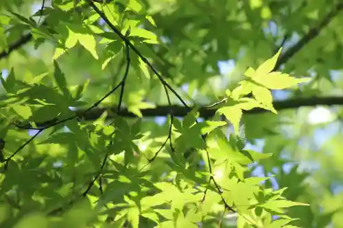 国宝 大法寺の自然